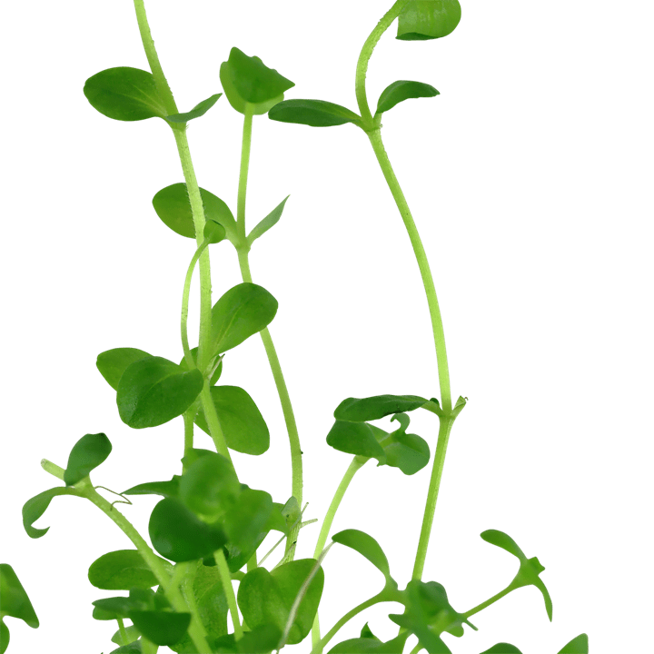 Bacopa australis (Baby Tears) - بابي تيرز - Image 2