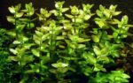 Bacopa caroliniana – Easy Stem Plant for Planted Aquariums