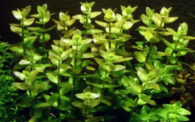 Bacopa Carolinia |  باكوبا كارولينا