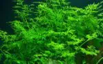 انديان فيرن | Indian Fern