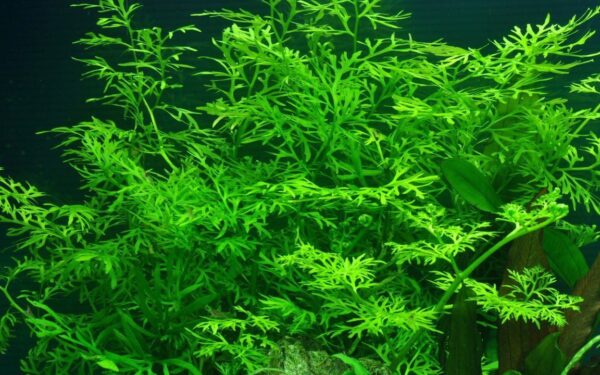 انديان فيرن | Indian Fern
