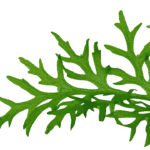 ⁦انديان فيرن | Indian Fern⁩ - الصورة ⁦2⁩
