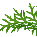 ⁦انديان فيرن | Indian Fern⁩ - الصورة ⁦2⁩