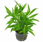Hygrophila Siamese – Fast-Growing Low-Tech Aquarium Plant