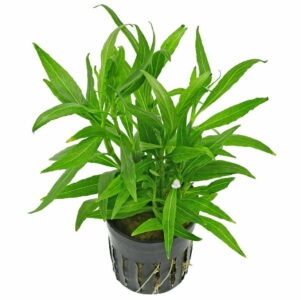 Hygrophila Siamese - هيجروفيليا سياميز