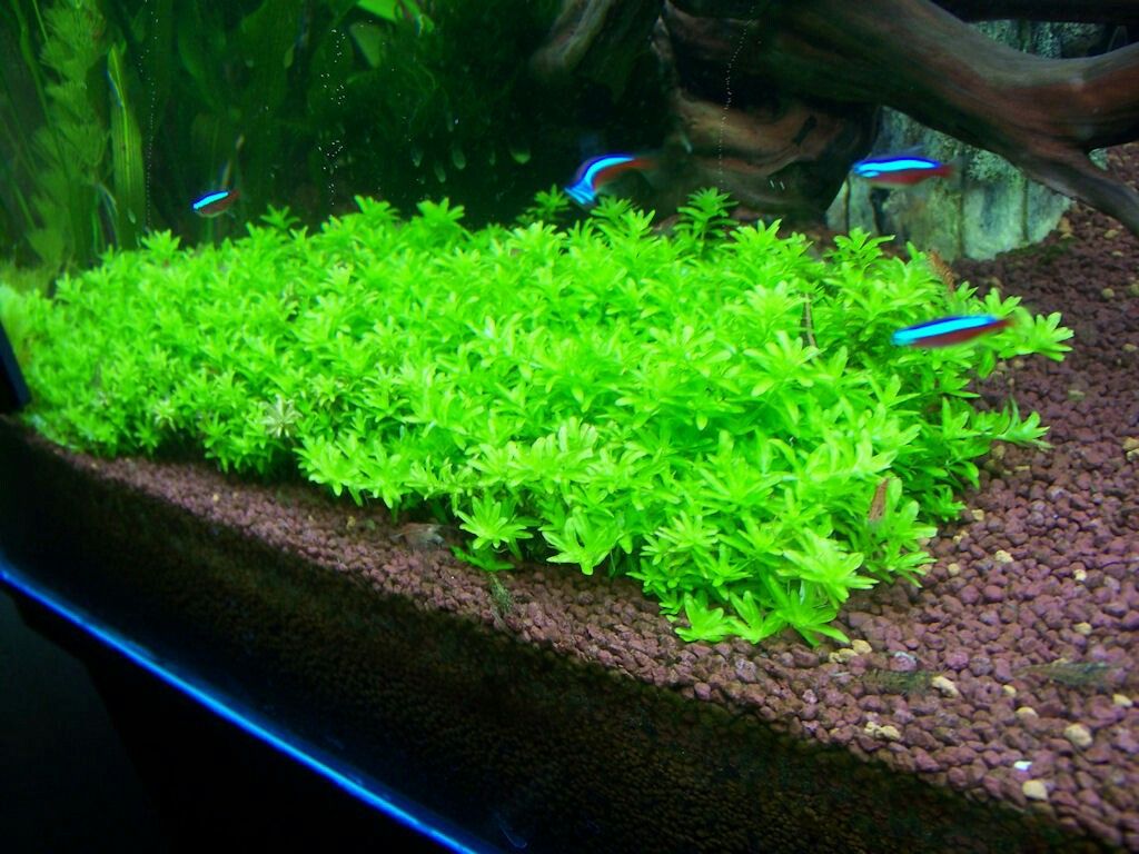 ⁦HM Pearlweed اتش ام - ١٠ جرام⁩ - الصورة ⁦2⁩