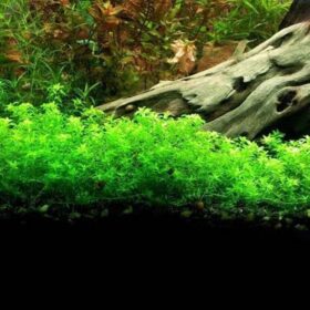 ⁦HM Pearlweed اتش ام - ١٠ جرام⁩ - الصورة ⁦3⁩