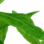 Hygrophila Siamese – Fast-Growing Low-Tech Aquarium Plant - Image 4