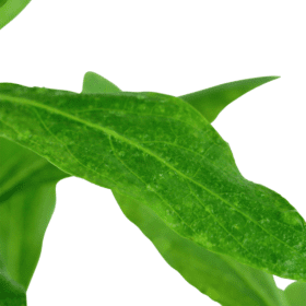 ⁦Hygrophila Siamese - هيجروفيليا سياميز⁩ - الصورة ⁦4⁩