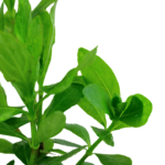 Hygrophila Siamese – Fast-Growing Low-Tech Aquarium Plant - Image 3