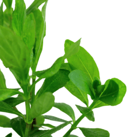 ⁦Hygrophila Siamese - هيجروفيليا سياميز⁩ - الصورة ⁦3⁩