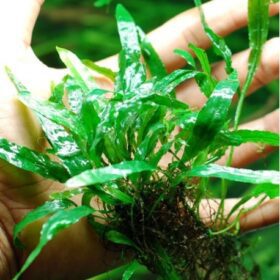 ⁦Java Ferns - جافا فيرن⁩ - الصورة ⁦4⁩