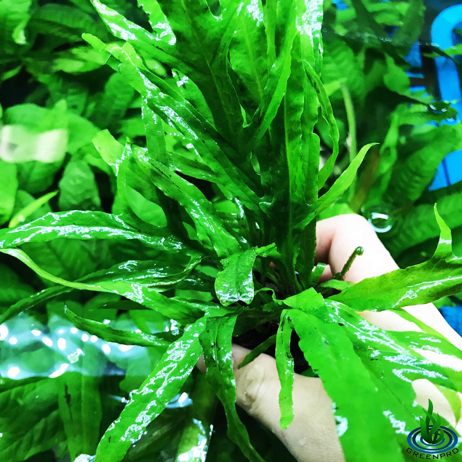 ⁦Java Ferns - جافا فيرن⁩ - الصورة ⁦2⁩