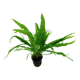 ⁦Java Ferns - جافا فيرن⁩ - الصورة ⁦6⁩