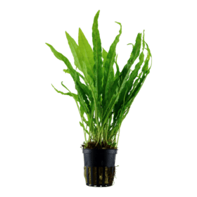 ⁦Java Ferns - جافا فيرن⁩ - الصورة ⁦5⁩