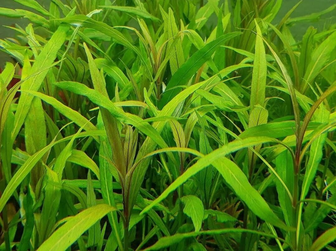 ⁦Hygrophila Siamese - هيجروفيليا سياميز⁩ - الصورة ⁦2⁩