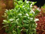 Bacopa Monnieri Live Aquarium Plant – Low-Tech, 5-Stem Pot