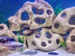 ⁦صخرة مرجانية - فخار عرفه ناصر - CAVE⁩ - الصورة ⁦4⁩