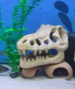 ⁦جمجمة تي ريكس - فخار عرفه ناصر - CAVE⁩ - الصورة ⁦2⁩