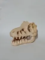 ⁦جمجمة تي ريكس - فخار عرفه ناصر - CAVE⁩ - الصورة ⁦4⁩