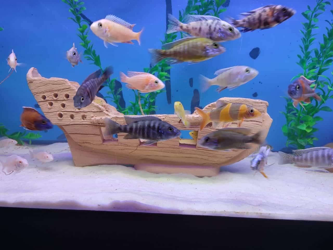 مركب غرقانة - فخار عرفه ناصر- CAVE