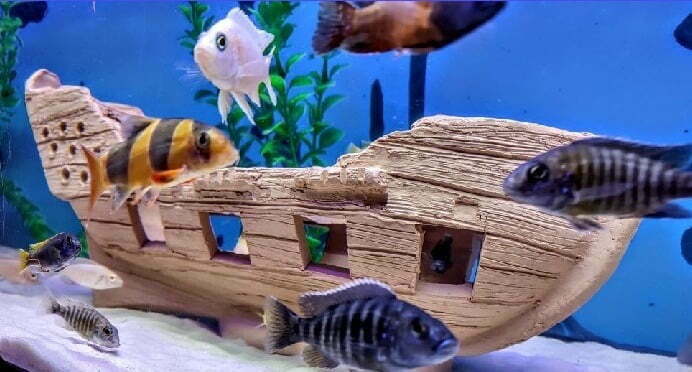 مركب غرقانة - فخار عرفه ناصر- CAVE - Image 2