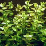 Bacopa caroliniana – Easy Stem Plant for Planted Aquariums - Image 4