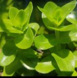 Bacopa Monnieri Live Aquarium Plant – Low-Tech, 5-Stem Pot - Image 2