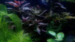 Ludwigia Glandulosa - Image 4