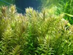 Rotala rotundifolia – Low-Tech Stem Plant for Planted Tanks - Image 3