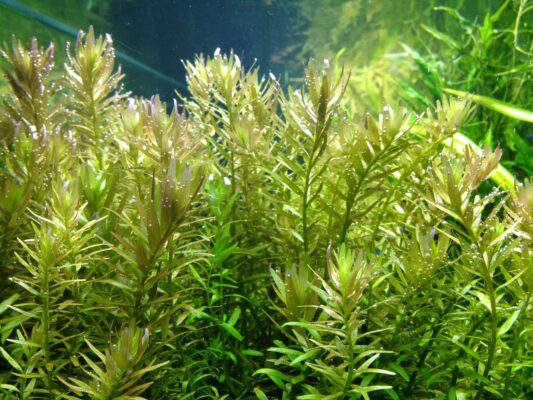 Rotala rotundifolia | روتالا رونتادفوليا - Image 3