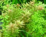 Rotala rotundifolia – Low-Tech Stem Plant for Planted Tanks - Image 4