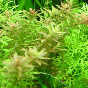 Rotala rotundifolia | روتالا رونتادفوليا - Image 4