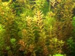 Rotala rotundifolia – Low-Tech Stem Plant for Planted Tanks - Image 2