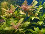 ⁦هيجروفليا تريفلورا ديفورمس ريد | Hygrophila Difformis Red⁩ - الصورة ⁦2⁩