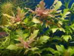 Hygrophila Difformis Red - Image 2