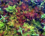 ⁦هيجروفليا تريفلورا ديفورمس ريد | Hygrophila Difformis Red⁩ - الصورة ⁦4⁩