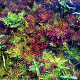 ⁦Hygrophila Difformis Red - "هيجروفيليا تريفلورا "ديفورمس ريد⁩ - الصورة ⁦4⁩