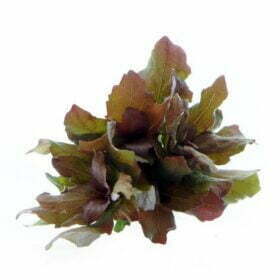 ⁦Hygrophila Difformis Red - "هيجروفيليا تريفلورا "ديفورمس ريد⁩ - الصورة ⁦3⁩