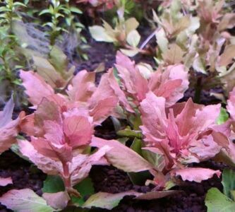 Hygrophila Difformis Red - "هيجروفيليا تريفلورا "ديفورمس ريد