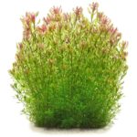 Rotala rotundifolia – Low-Tech Stem Plant for Planted Tanks