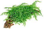 ⁦ويبنج موس | Weeping Moss⁩ - الصورة ⁦5⁩