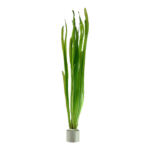 ⁦فالسناريا اميركانا | Vallisneria americana⁩ - الصورة ⁦3⁩
