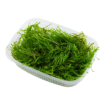 ⁦ويبنج موس | Weeping Moss⁩ - الصورة ⁦3⁩