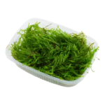 ⁦ويبنج موس | Weeping Moss⁩ - الصورة ⁦3⁩