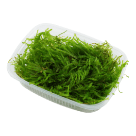 Weeping Moss - ويبنج موس - Image 3