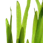 ⁦فالسناريا اميركانا | Vallisneria americana⁩ - الصورة ⁦2⁩
