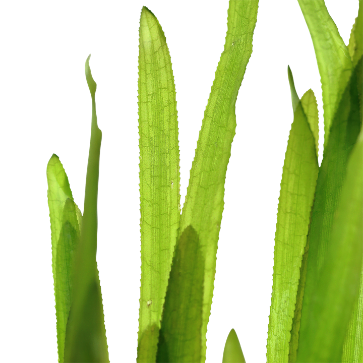 ⁦Vallisneria americana - فلسناريا⁩ - الصورة ⁦2⁩