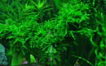 ⁦ويبنج موس | Weeping Moss⁩ - الصورة ⁦4⁩