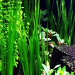 ⁦فالسناريا اميركانا | Vallisneria americana⁩ - الصورة ⁦4⁩